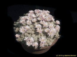 Gymnocalycium bruchii v. albispinum 401